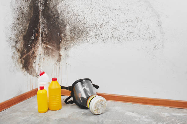 Best Residential Mold Remediation in New Cordell, OK