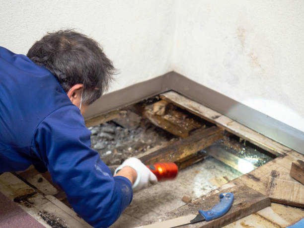 Professional Mold Remediation in New Cordell, OK