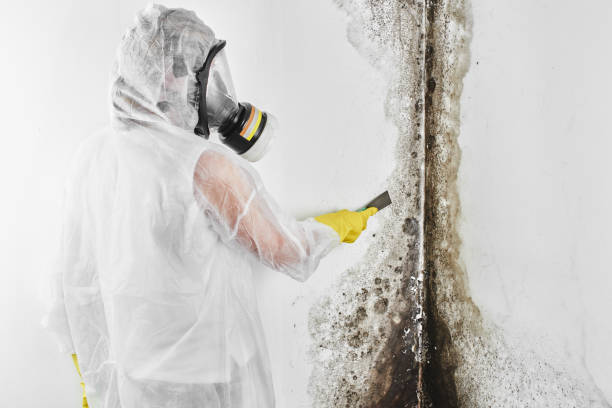 Best Health and Safety Mold Remediation in New Cordell, OK
