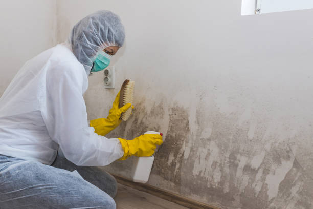 Best Emergency Mold Remediation in New Cordell, OK