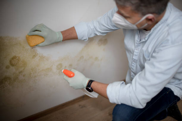 Best Mold Remediation for Schools in New Cordell, OK