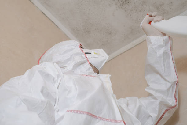 Best Mold Remediation for Schools in New Cordell, OK