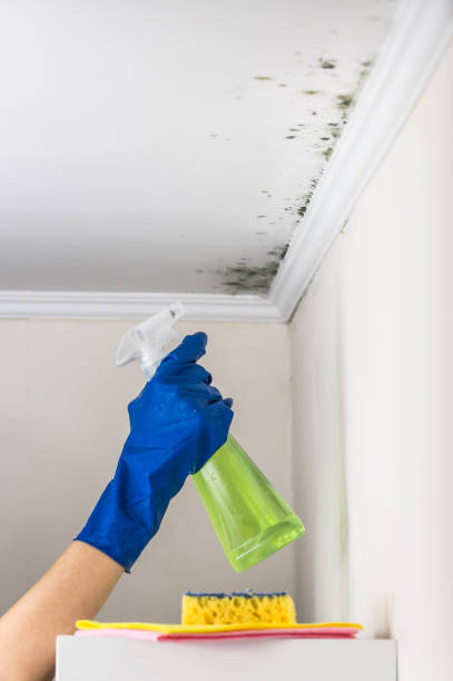 Best Bathroom Mold Remediation in New Cordell, OK
